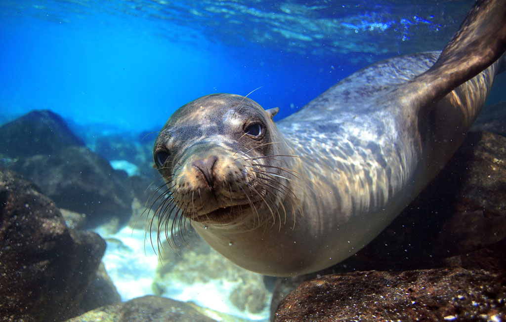 Diving Galapagos sea lion shutterstock_147144572