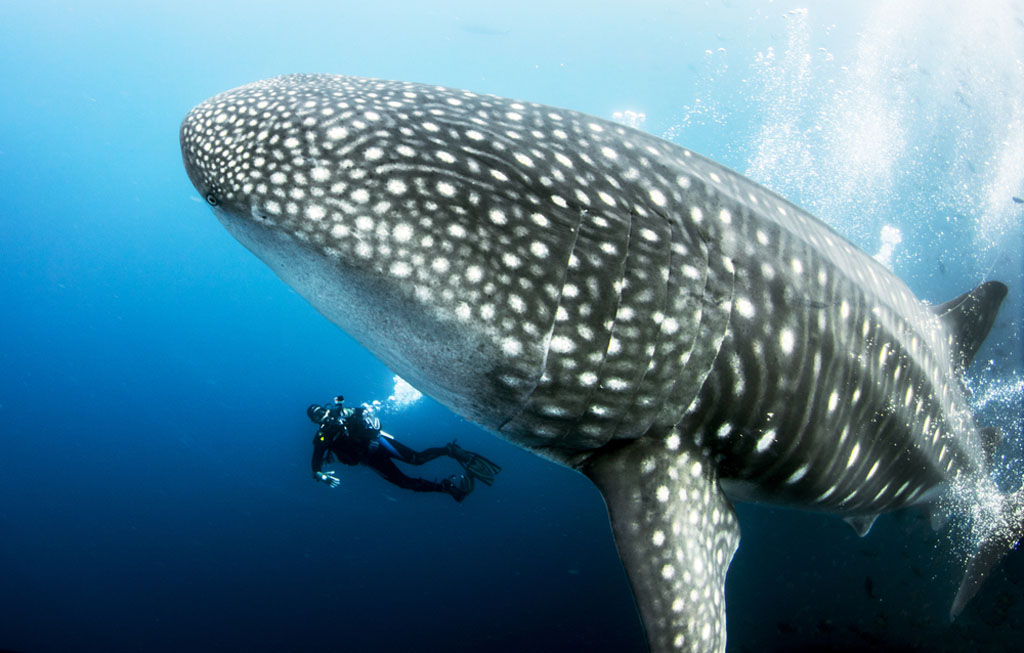 Diving Galapagos whale shark shutterstock_785811799