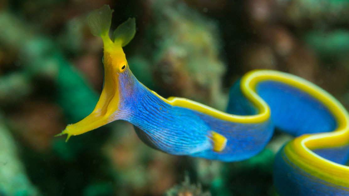 Diving gili islands ribbon eel jj