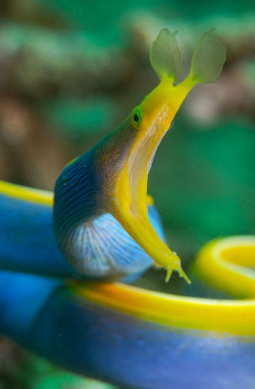 Diving Gili Islands after 2018 earthquakes - the Gili's are bouncing back and with diving this good, you'll be happy you booked a dive holiday here.