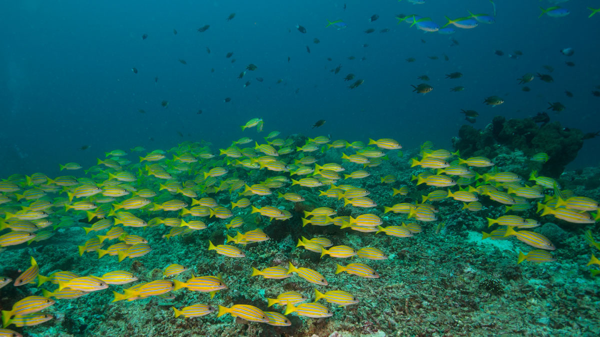 Diving Gili Islands blue stripe snapper