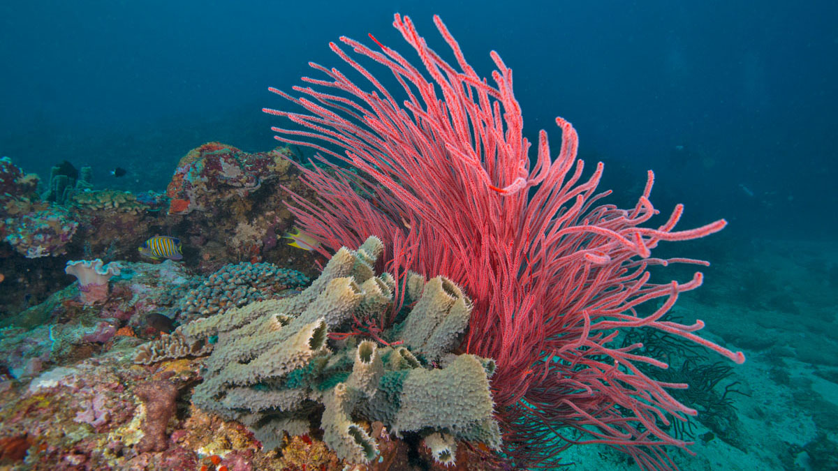 Diving Gili Islands coral scene