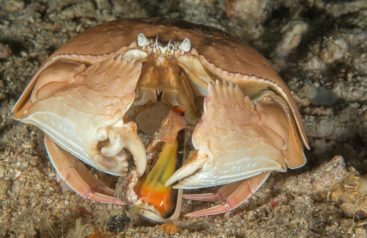 Diving Gili Islands horseshoe crab