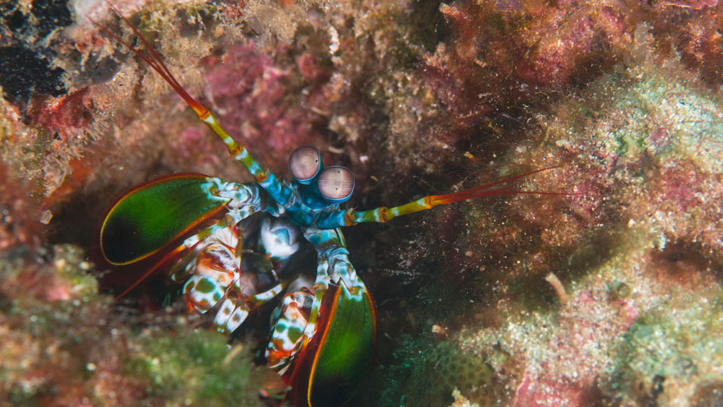 Diving Gili Islands mantis shrimp