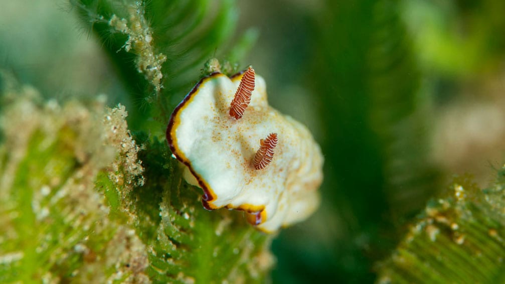 Diving Gili Islands nudibranch