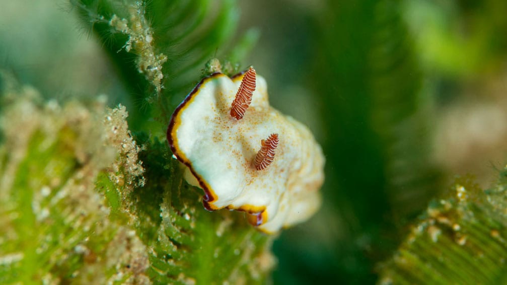 Diving gili islands nudibranch jj Diving gili islands nudibranch jj