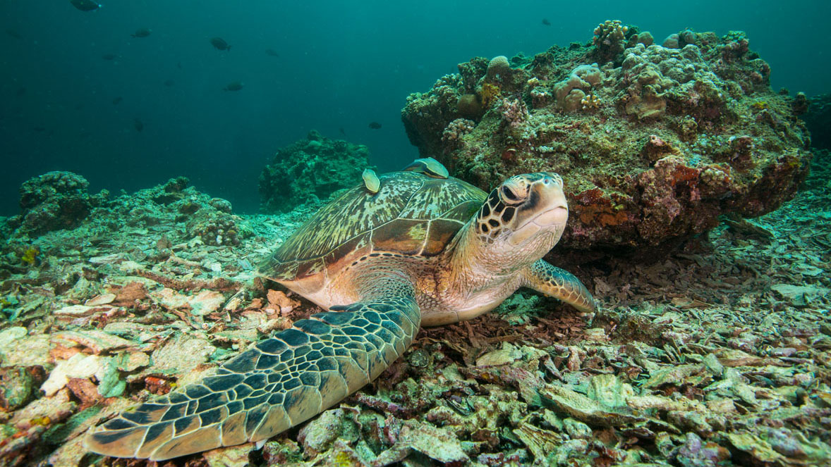 Diving Gili Islands turtle