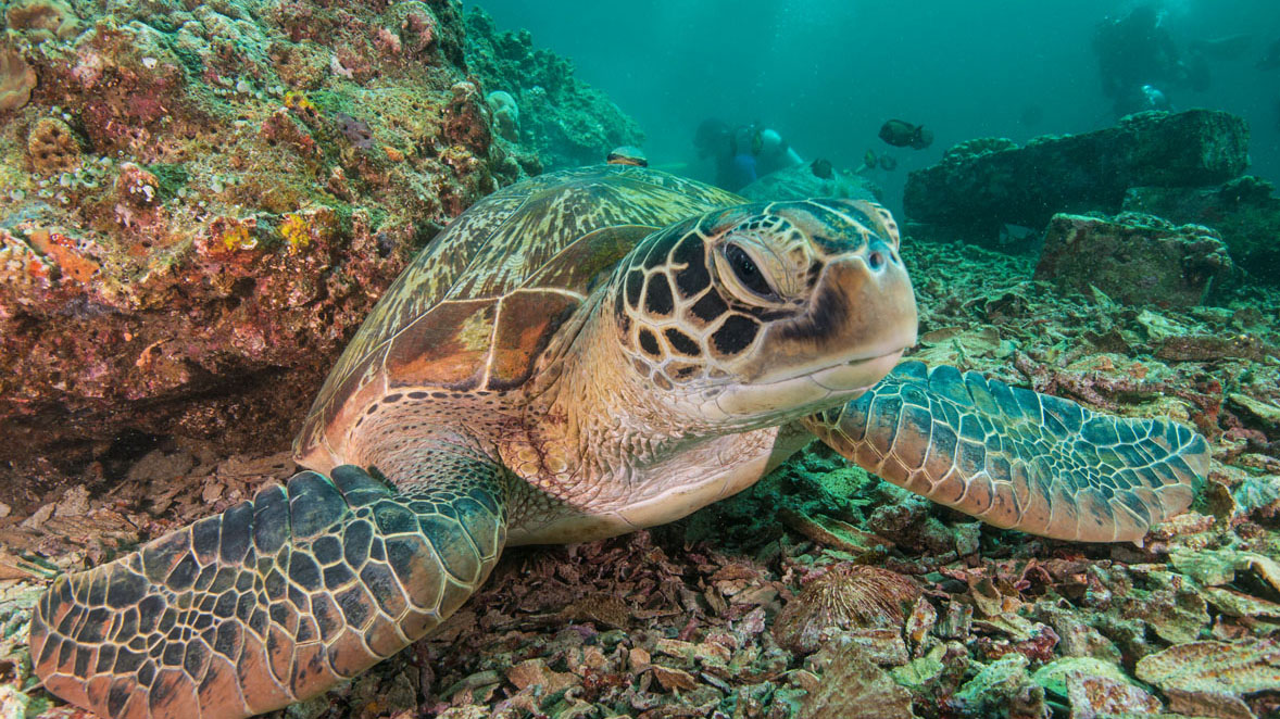 Diving Gili Islands turtle