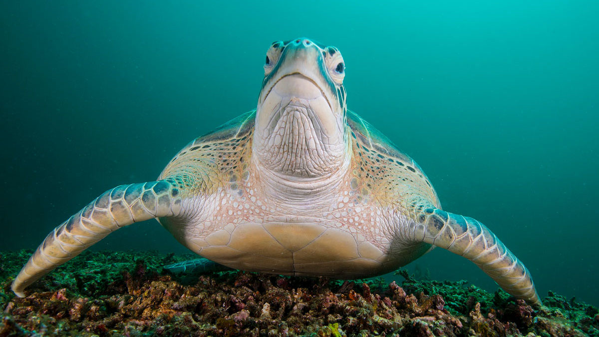 Diving Gili Islands turtle