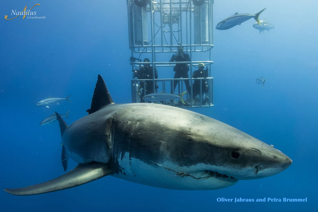 Diving Guadalupe-great-white-sharks_010-Nautilus Liveaboards