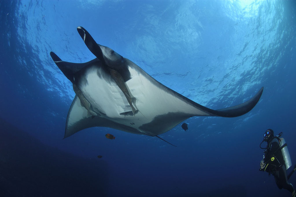 Diving Socorro Manta with Diver Bonnie Pelnar Solmar V