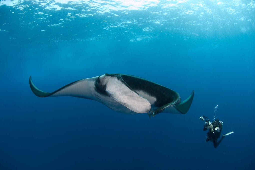 Diving Socorro Manta with diver-credit Bonnie Pelnar Solmar V