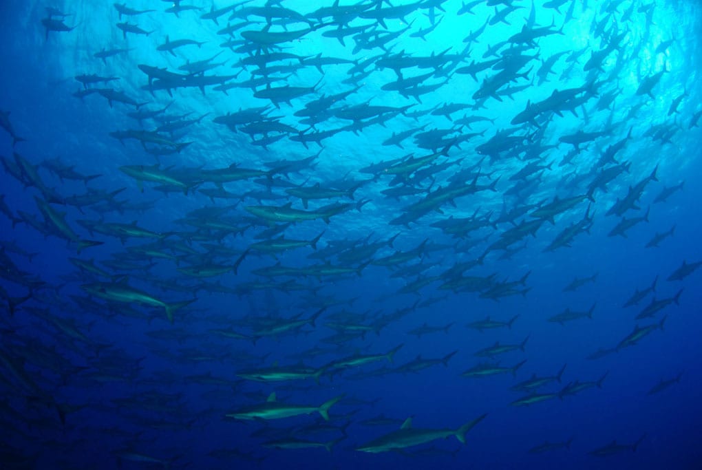 Diving Socorro Silky Sharks by Jeremy Cuff credit Solmar V