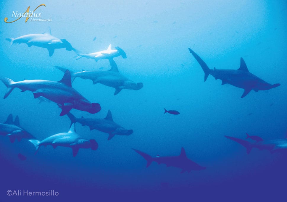 Diving Socorro-schooling-hammerheads-001 credit Nautilus Liveaboards