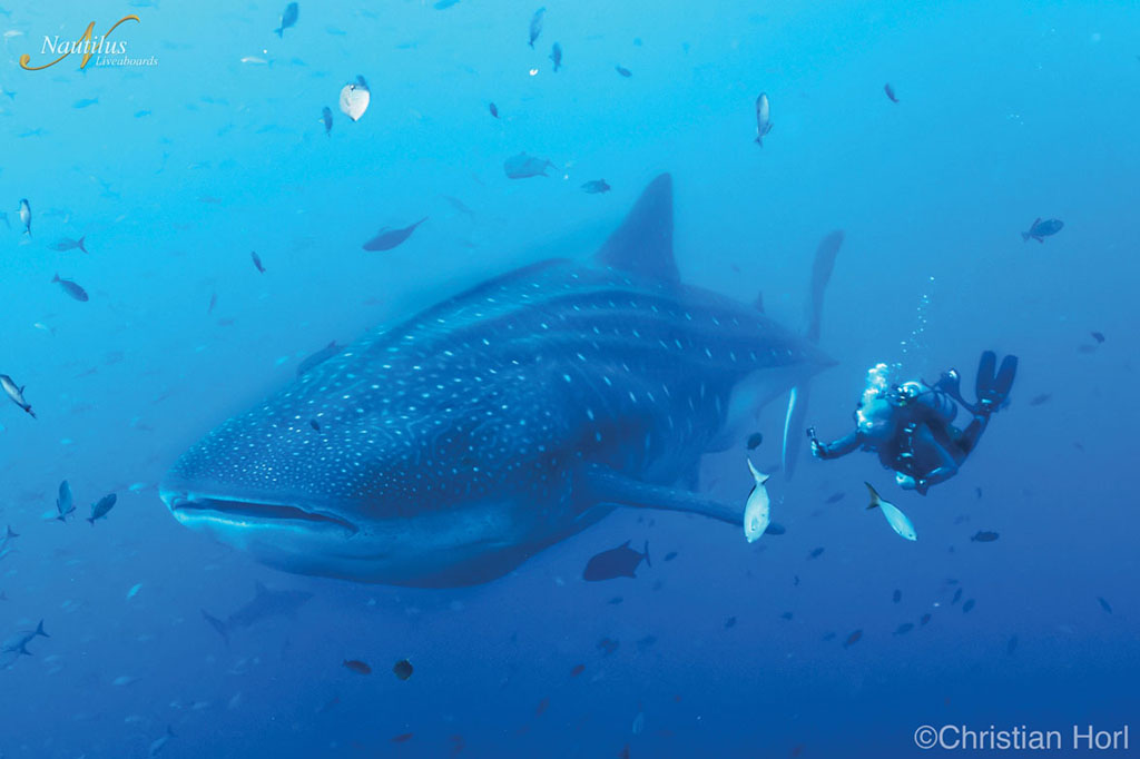 Diving-Socorro-whale-shark-001-Nautilus-Liveaboards