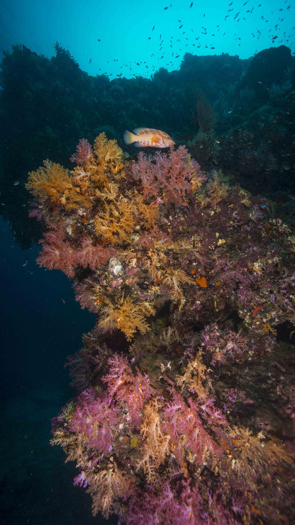 Diving Thailand Ko Ha soft coral credit Pete McGee 1024