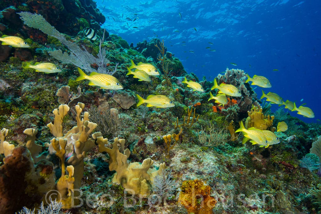 Diving Xcalak Yucatan Dive Trek XTC coral and snapper_0716