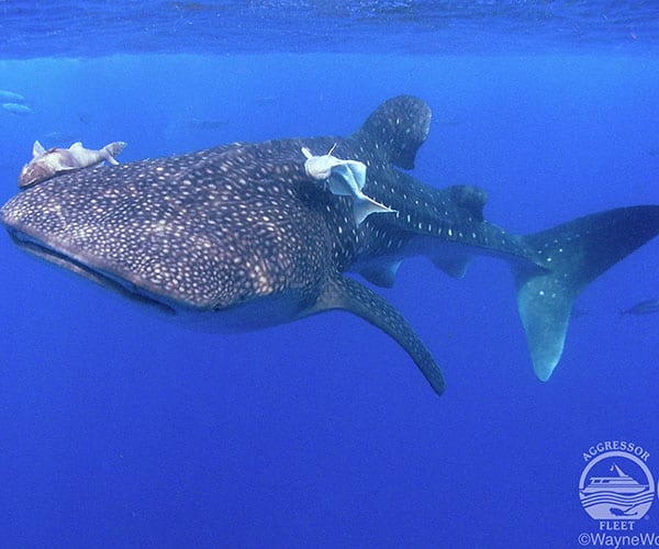 Thailand Aggressor Whale shark