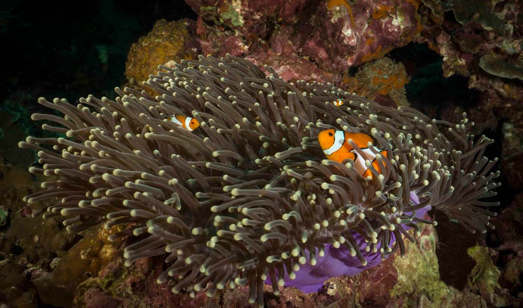 Koh Ha anemone_1_18 credit Pete McGee