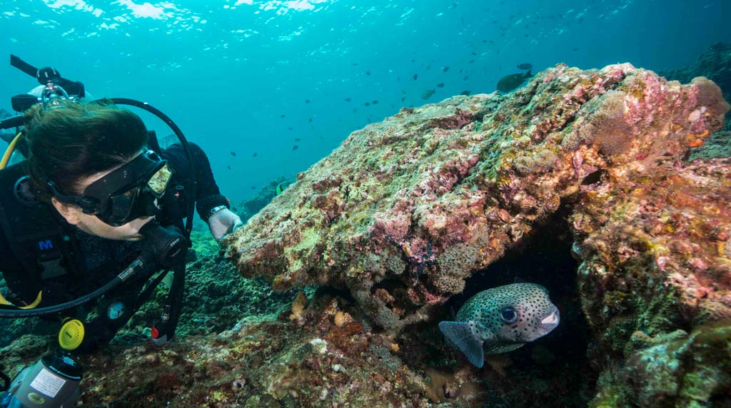 Koh Ha diver and puffer fish credit Pete McGee