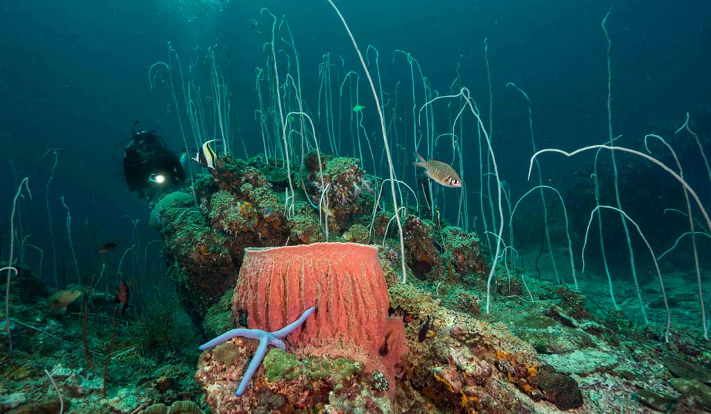 Diving Thailand Koh Ha diver with whip coral credit Pete McGee