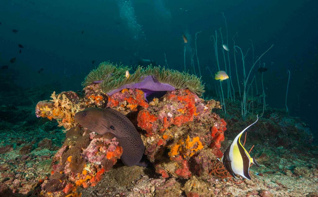 Koh Ha moray eel and anemone_12_18 credit Pete McGee
