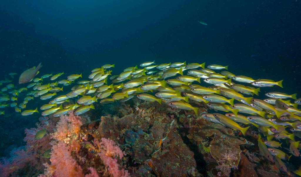 Koh Ha schooling snapper_10_28 credit Pete McGee