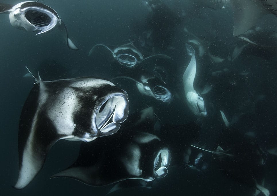 Maldives Hanafuro Bay manta rays shutterstock_740465473