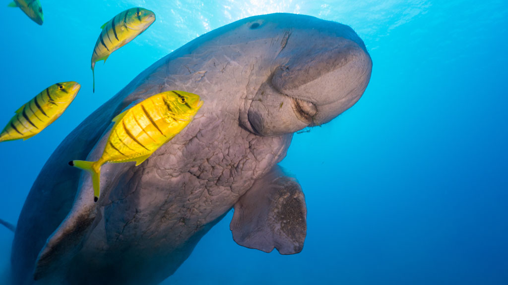 Diving Timor leste Dugong shutterstock_780273199