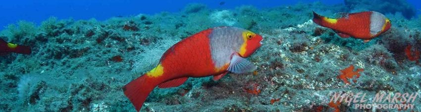 Diving Canary Islands wrasse