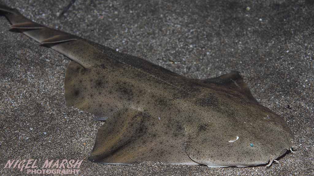 Diving Canary Islands common angel shark