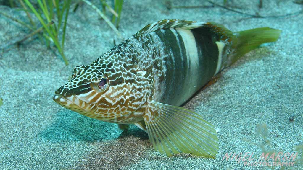 Diving Canary Islands learned rockfish