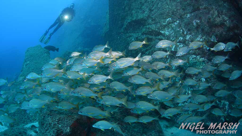 Diving Canary Islands snapper