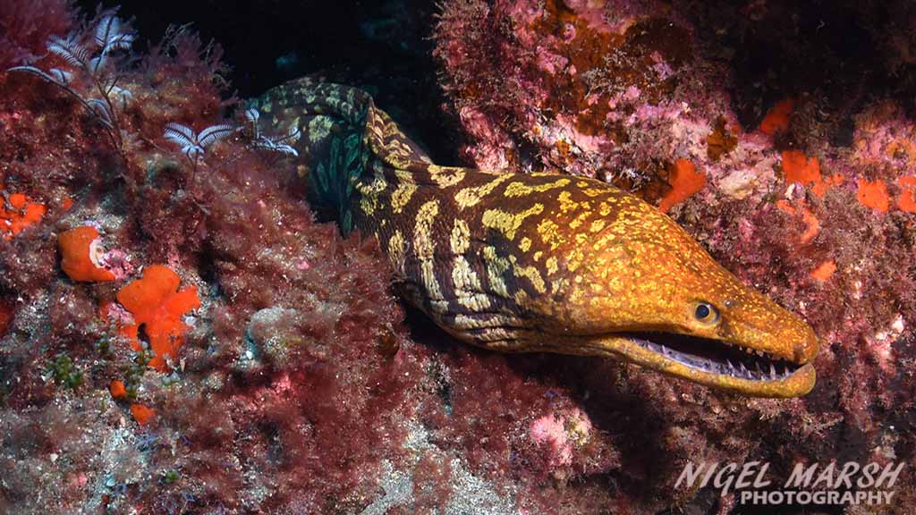 Diving Canary Islands tiger moray