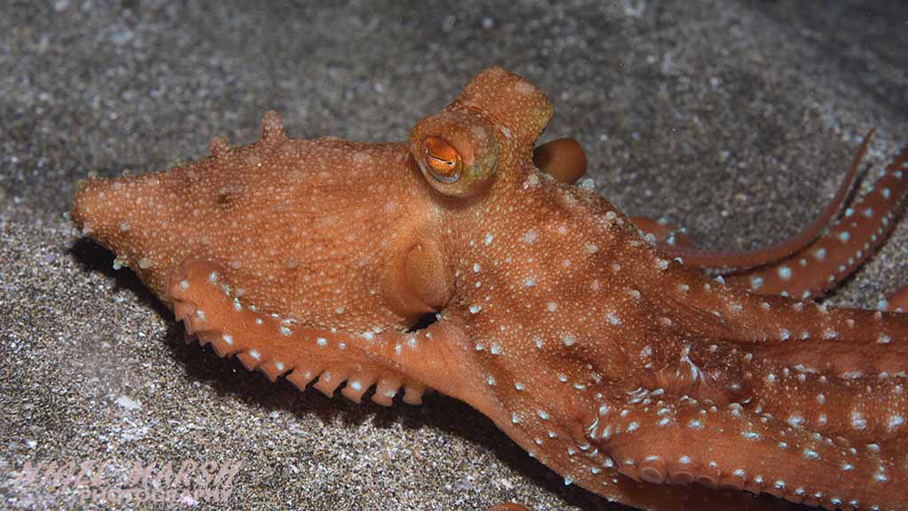 Diving Canary Islands yellow white spotted octopus