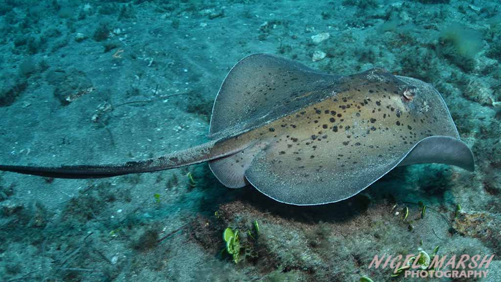 Diving Canary Islands yellow stingray