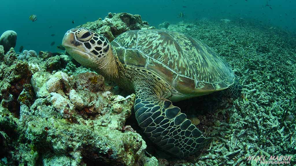 diving gili islands green turtle