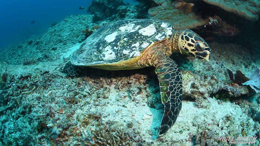 diving gili islands hawksbill turtle