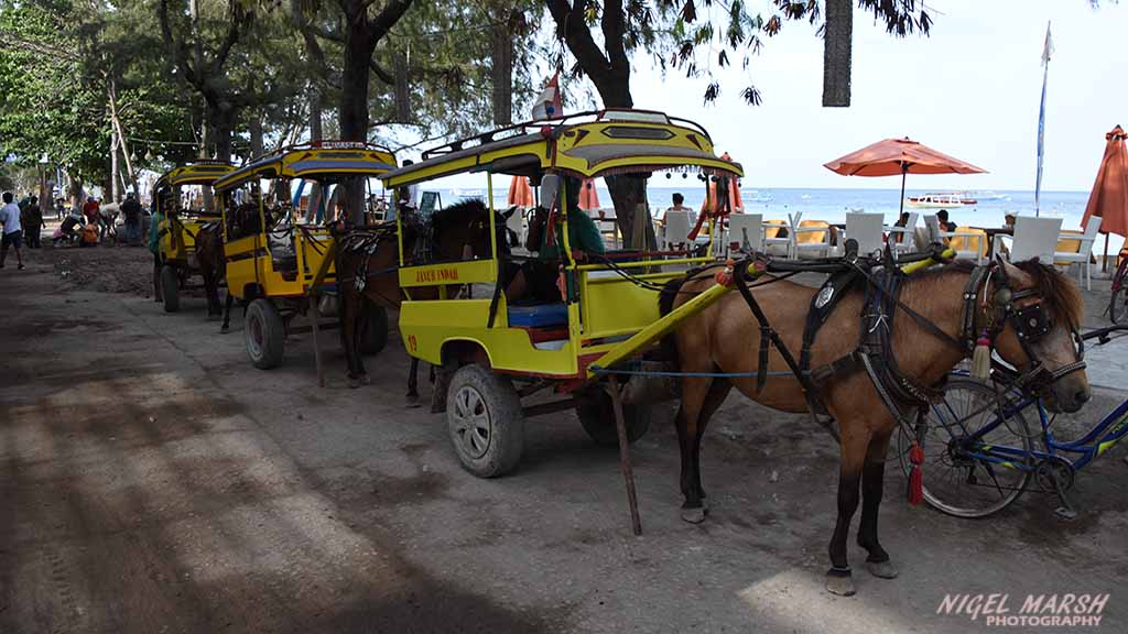 diving gili islands -horses