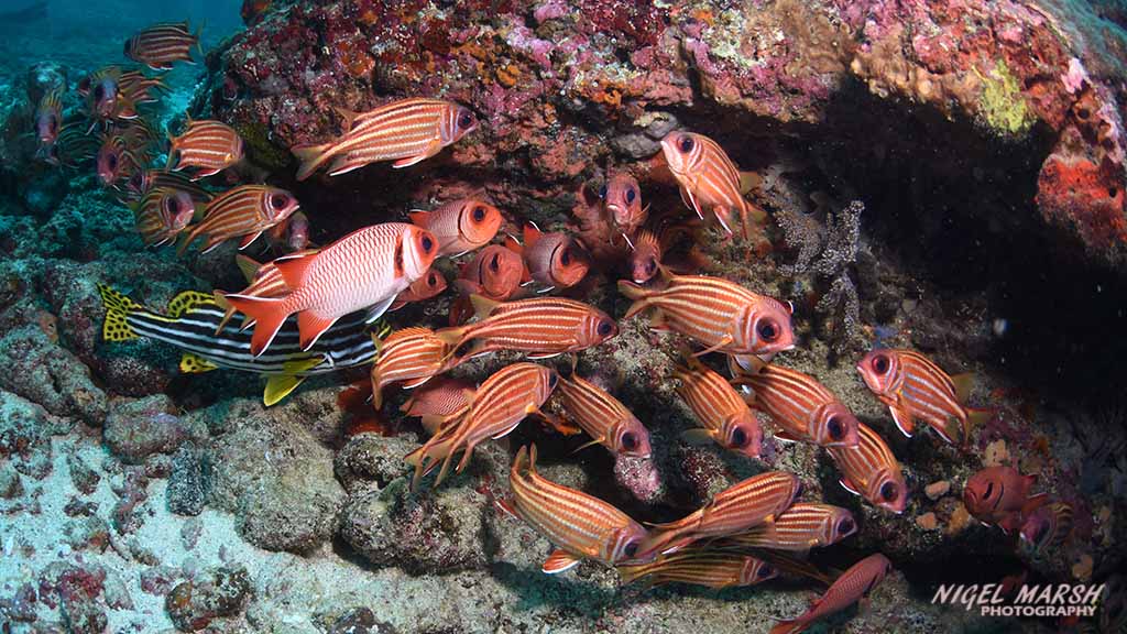diving gili islands soldierfish