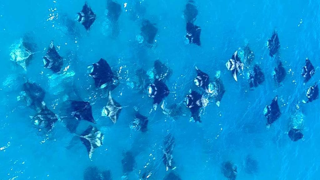 Liquid salt divers aveyla resort lots of mantas