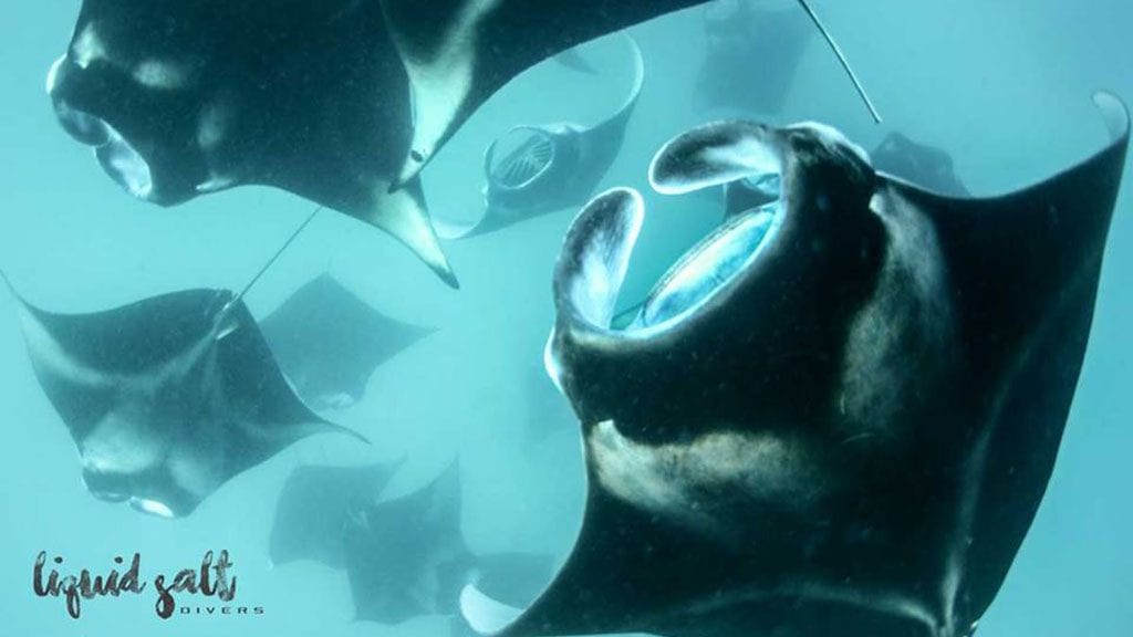 Liquid salt divers aveyla resort mantas circling
