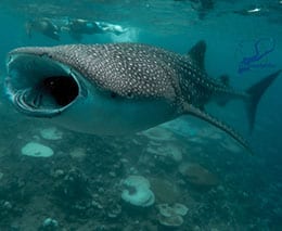 Oceanholic dhigurah south ari atoll maldives whale shark feature