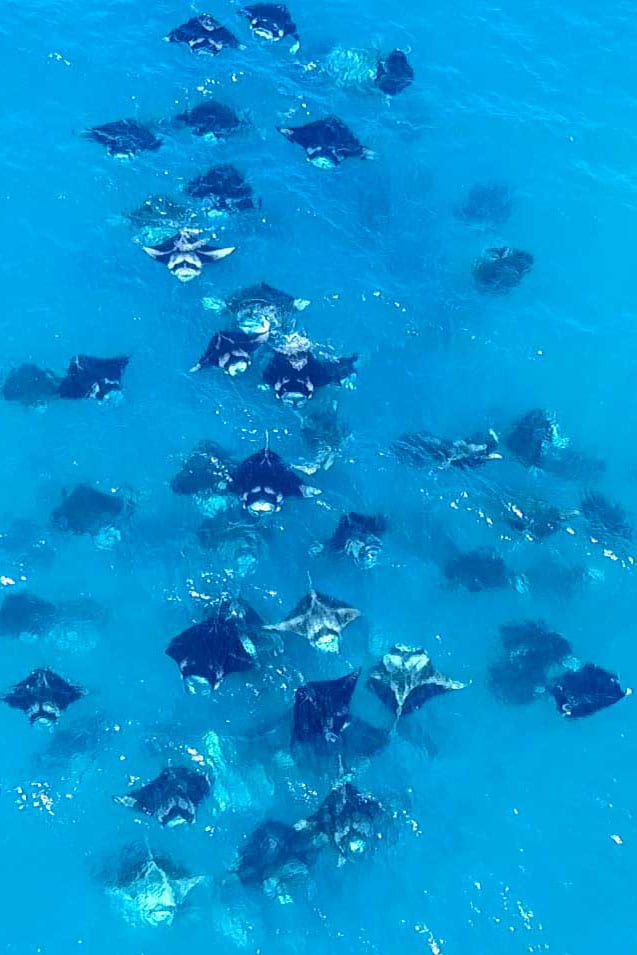 Diveplanit presents the best way to Dive the Maldives. The right time to dive the Maldives, cheap places to stay and where to see whale sharks and mantas.