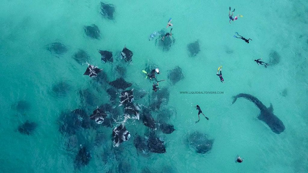 Liquid salt divers aveyla resort mantas with snorkelers arial shot