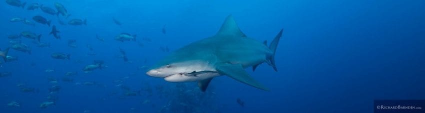 Bull shark palau sams tours by richard barnden banner c