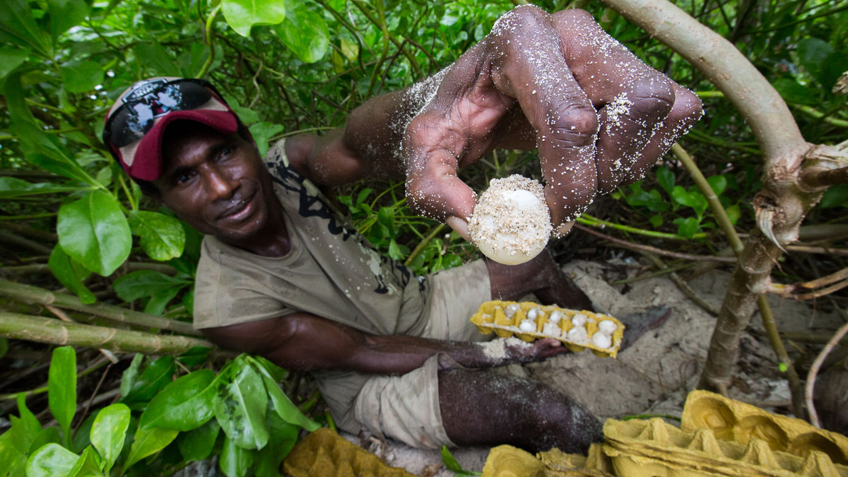 Collecting Turtle eggs Papua New Guinea turtle conservation Lissenung Island credit Grant Thomas 3P7A1953