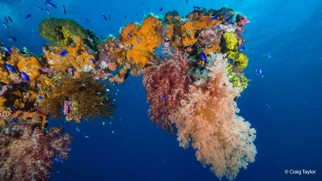 Dive Truk Lagoon Blue-Lagoon-Dive-Resort credit Craig Taylor coral_0118