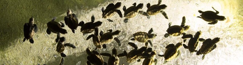 Hatchlings make way to sea Papua New Guinea turtle conservation Lissenung Island credit Grant Thomas 3P7A9011 banner