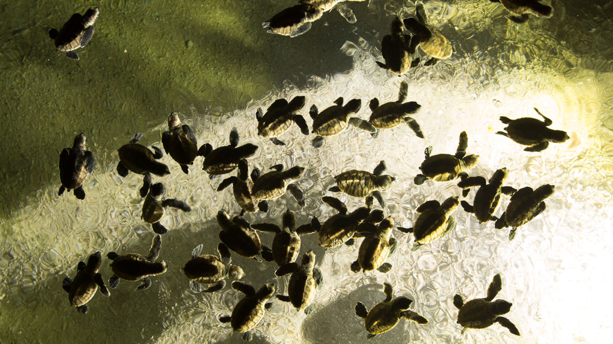 Hatchlings make way to sea papua new guinea turtle conservation lissenung island credit grant thomas p a